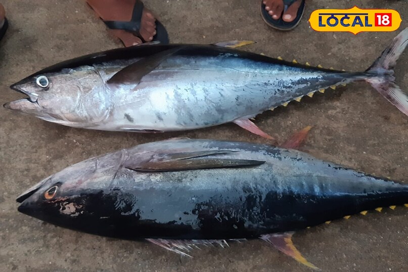 जर तुम्हाला तुमचे हृदय निरोगी ठेवायचे असेल तर मॅकरेल फिश खाण्यास सुरुवात करा. हा मासा हिवाळ्यात तुमचे हृदय तंदुरुस्त ठेवतो. हा ओमेगा-3 चा समृद्ध स्रोत आहे, जो हृदयाच्या आरोग्यासाठी खूप चांगला आहे.