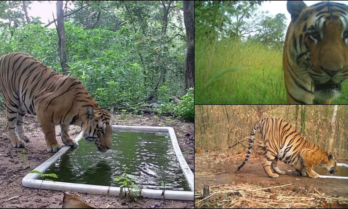 गुजरात में बाघ की धमाकेदार एंट्री! अब बिग कैट की तिकड़ी से थर्राएगा जंगल बना अनोखा रिकॉर्ड