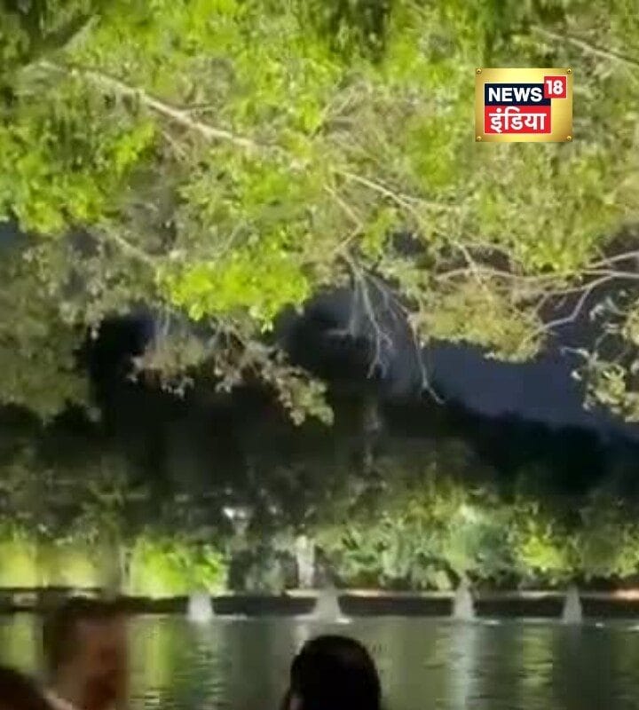 VIDEO: जब वनतारा पहुंच झूम उठे डोनाल्ड ट्रंप जूनियर अनंत अंबानी संग किया गरबा