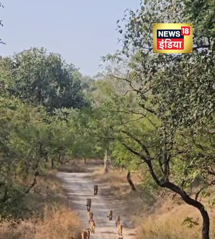 गिर में दिखा सिंह परिवार… एक-दो नहीं बल्कि एक साथ टहलते नजर आए 11 शेर टूरिस्ट रह गए दंग