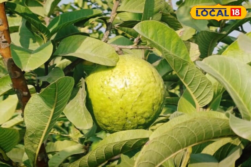 Benefits of eating guava in winter