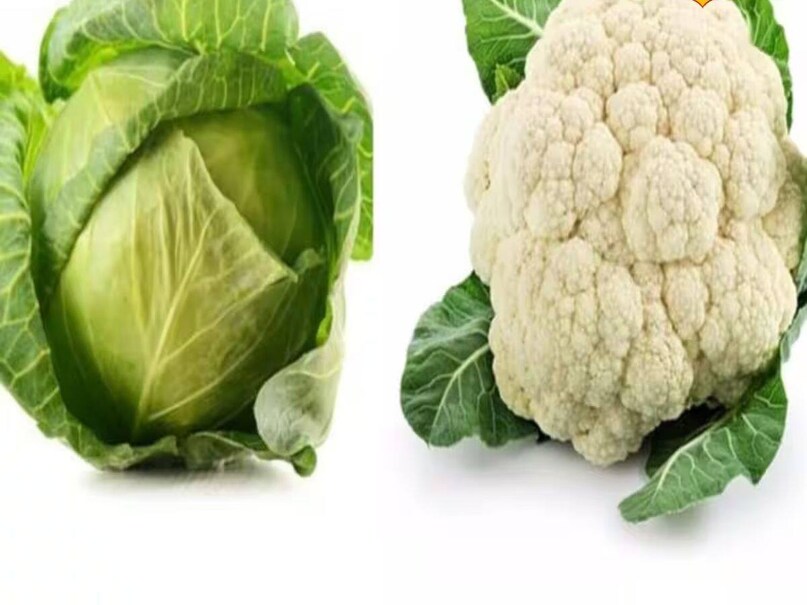 বাঁধাকপি আমাদের সর্দি থেকে রক্ষা করে সুস্থ রাখতে সাহায্য করে। সবুজ এবং লাল বাঁধাকপি উভয়ই খুব স্বাস্থ্যকর, তবে লাল বাঁধাকপিতে আরও বেশি পুষ্টি রয়েছে। লাল বাঁধাকপি ভিটামিন সি, ভিটামিন এ, ভিটামিন বি, ম্যাঙ্গানিজ এবং পটাসিয়ামের একটি ভাল উৎস। শীতকালে হৃদরোগের হাত থেকে রক্ষা পেতে এটি সহায়ক হতে পারে।