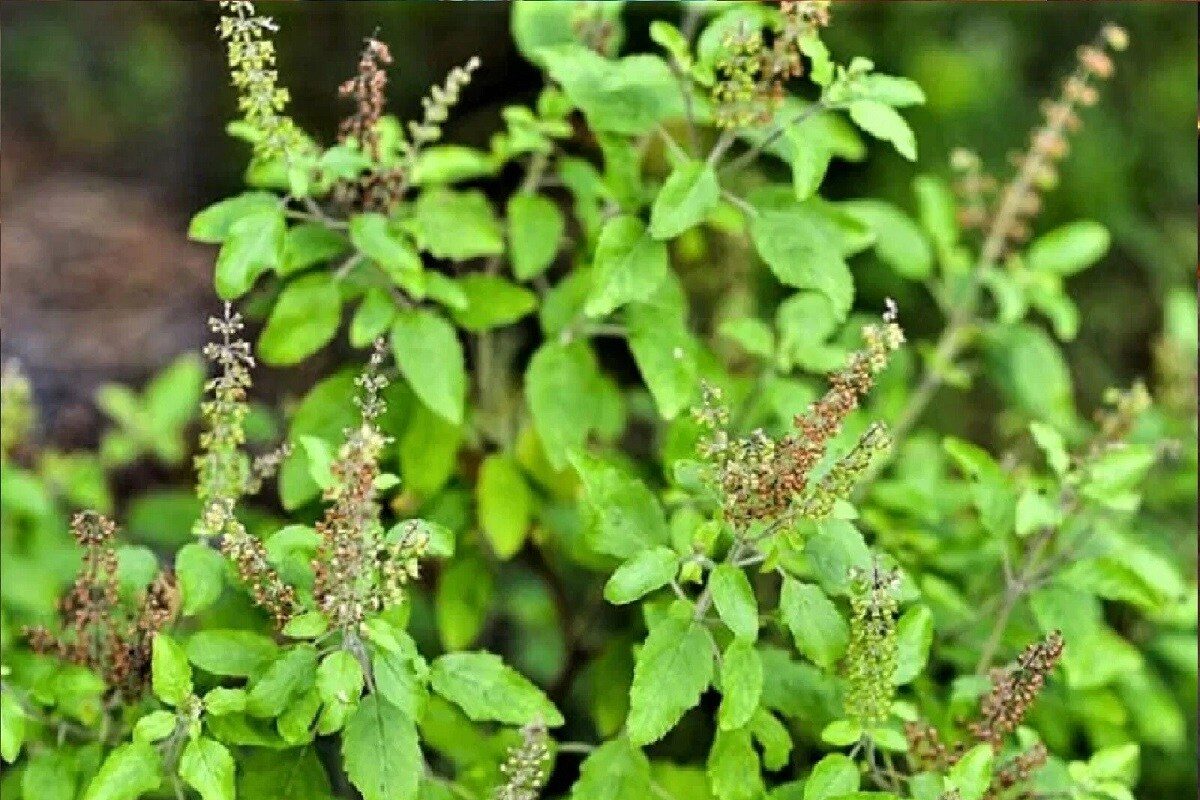 क्या तुलसी की सूखी शाखाओं को काटा जा सकता है यहां जान लीजिए पूरी सच्चाई