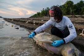 भविष्य का ट्रेलर! ‘उबलते पानी में जिंदा पकीं डॉल्फिन’ अमेजन की झील बन गई तंदूर