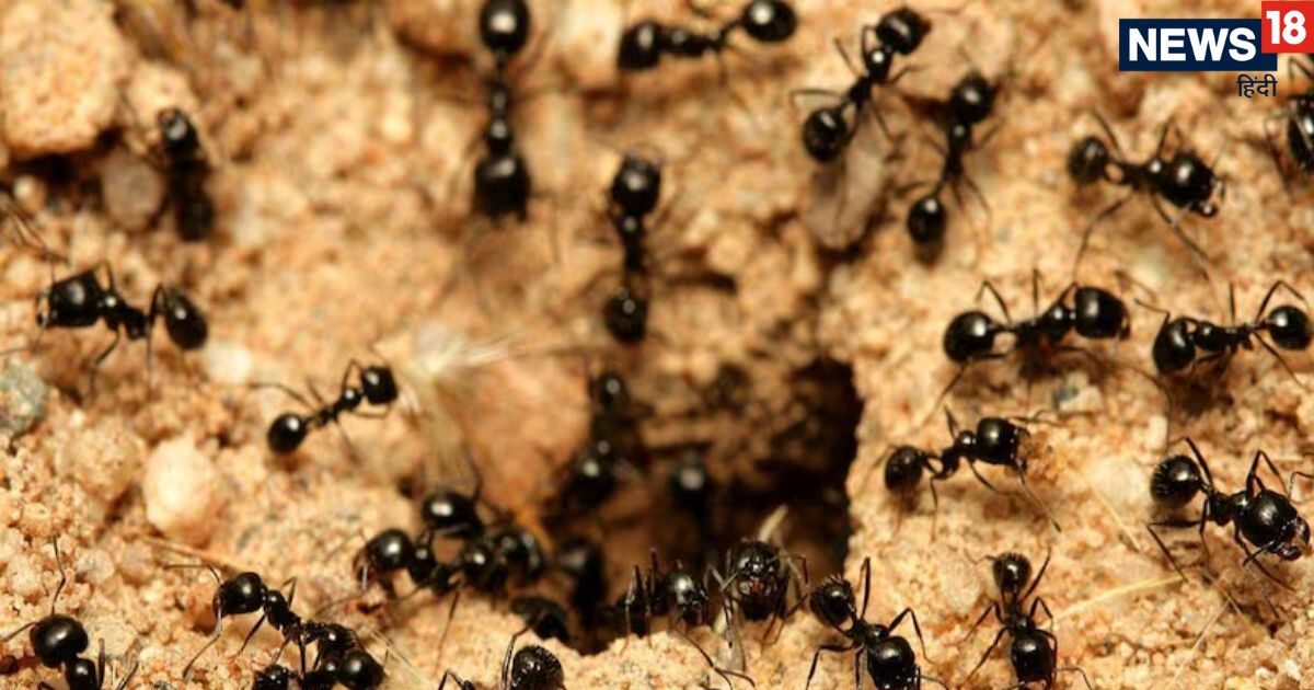 ant tips Try these 6 home remedies to get rid of ants | क्या आपके घर ...