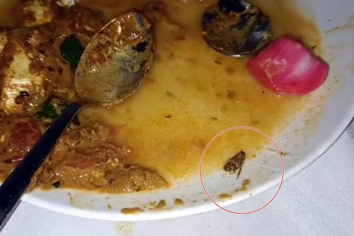 हिमाचल के बद्दी में होटल में खाने में निकला कॉकरोच मैनेजर ने आरोप नकारे