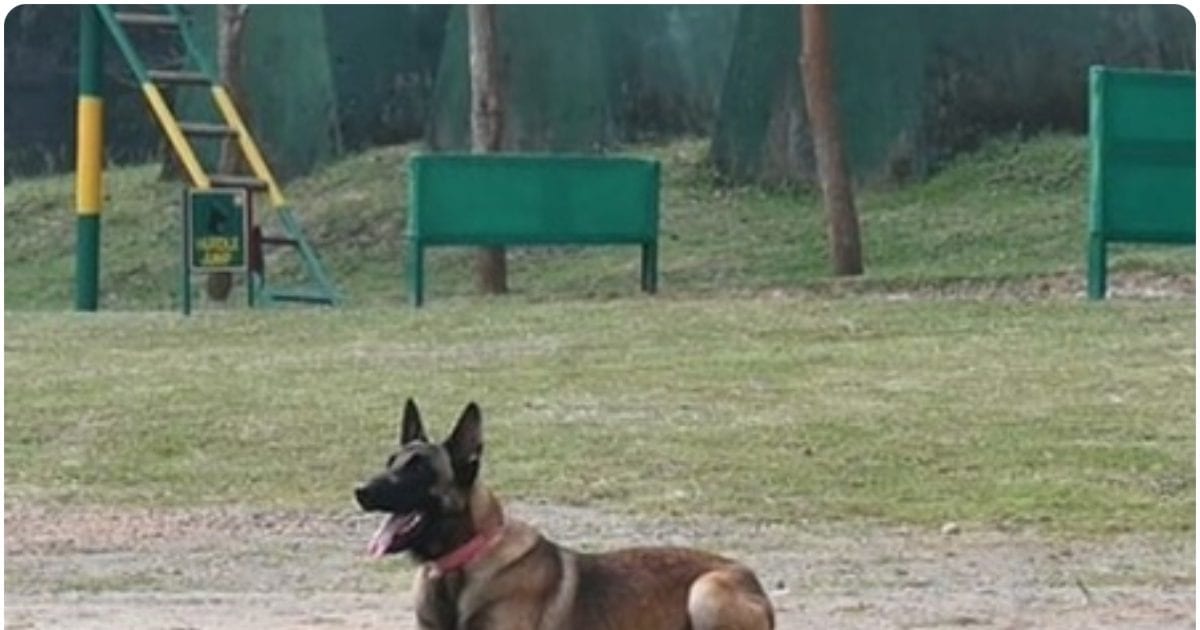 20 दिन बाद रेबीज ने बुझा दी रफीक की जिंदगी, मौत बनकर लौट आया कुत्ते का जहर