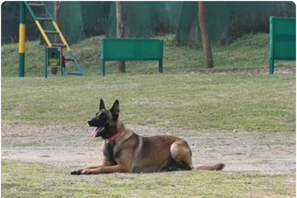 20 दिन बाद रेबीज ने बुझा दी रफीक की जिंदगी मौत बनकर लौट आया कुत्ते का जहर