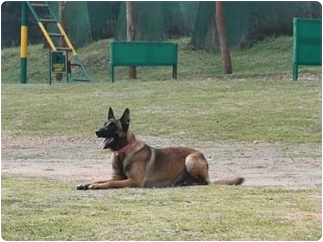 20 दिन बाद रेबीज ने बुझा दी रफीक की जिंदगी, मौत बनकर लौट आया कुत्ते का जहर