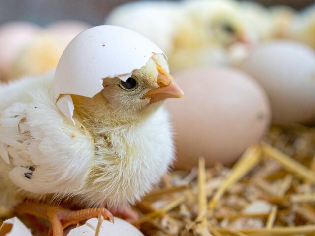 'How many eggs does a hen lay?' The argument escalated so much that a gun came out and bullets were fired.