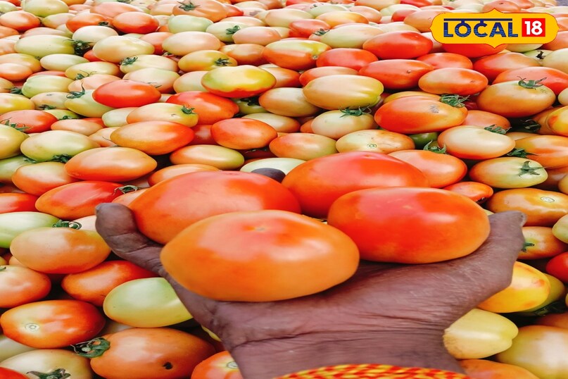 नवंबर के महीने में टमाटर की खेती नवंबर के महीने में टमाटर की खेती