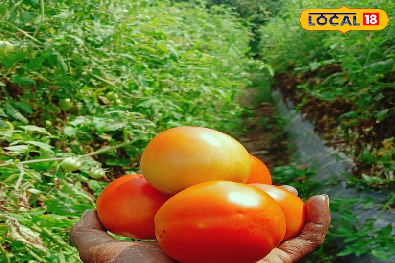 60 दिन में तैयार होगी फसल 60 दिन में तैयार होगी फसल