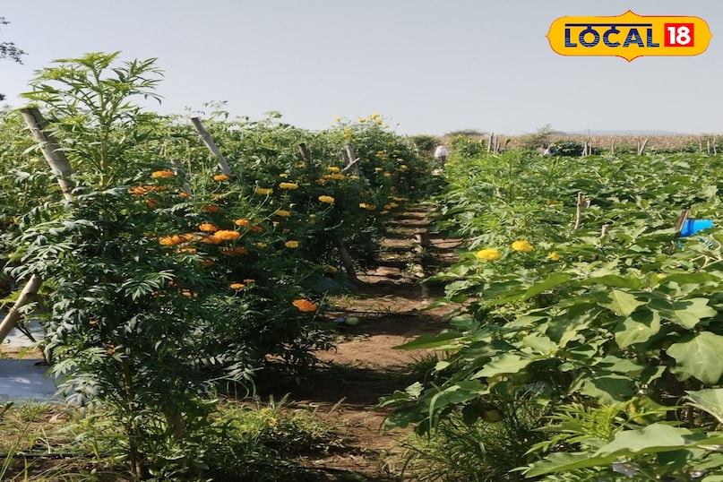 प्रति हेक्टेयर ढाई सौ ग्राम बीज प्रति हेक्टेयर ढाई सौ ग्राम बीज