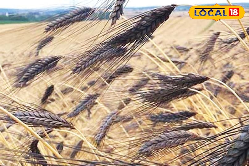 बंपर उत्पादन मिलता