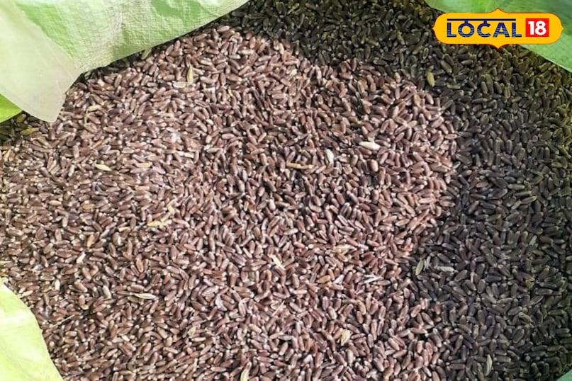 खाद बीज मेहनत कम