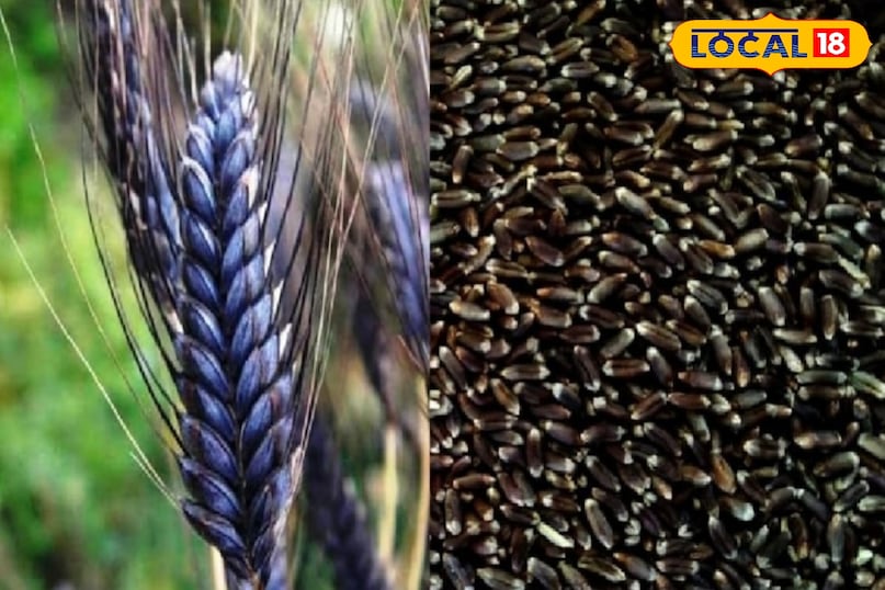 बड़े-बड़े शहरों में भारी डिमांड