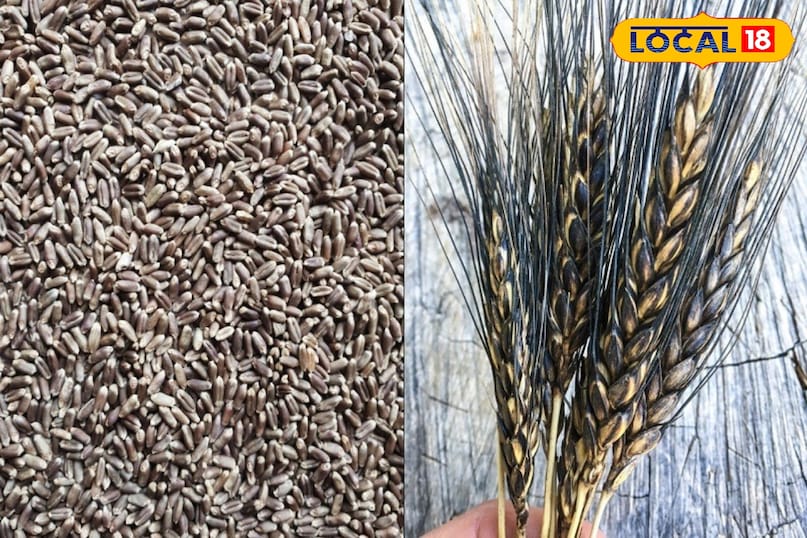 नवंबर का महीना सबसे बेस्टबुवाई करने