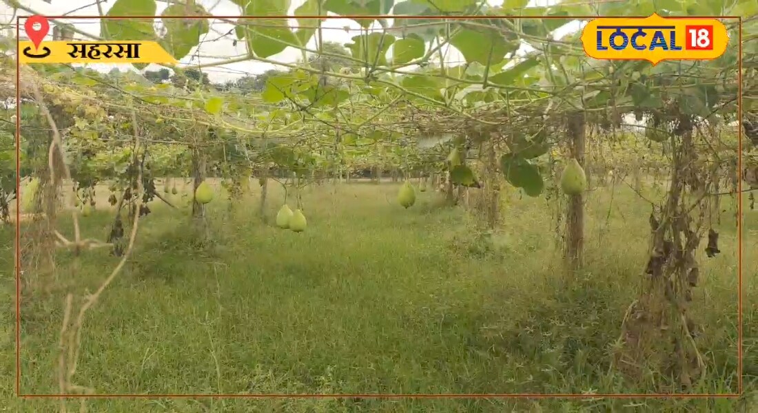 सब्जी उत्पादन का ब्रांड हैं सहरसा के ये गांव, कई किसानों के बच्चों ने किया नाम