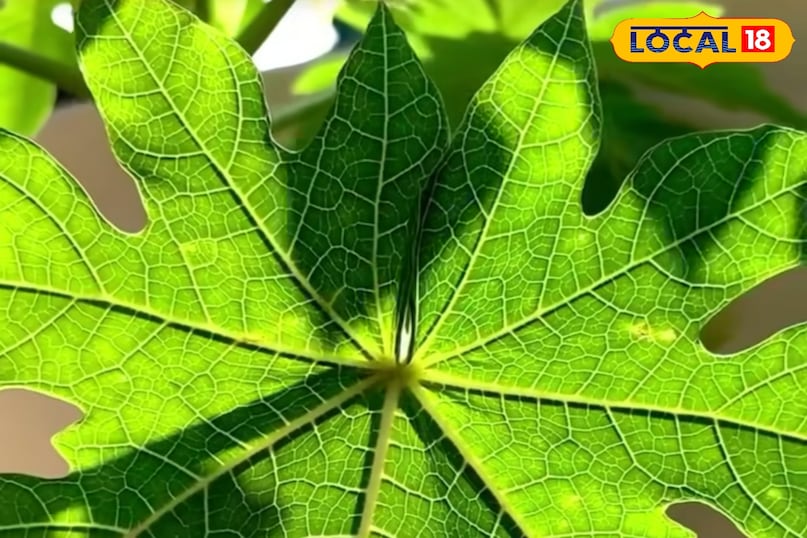 पपीते के पत्ते