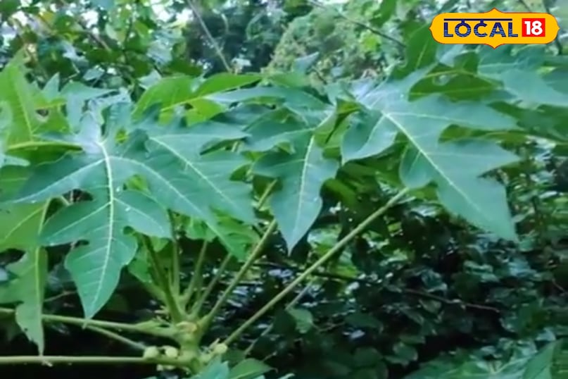 पपीते के पत्ते