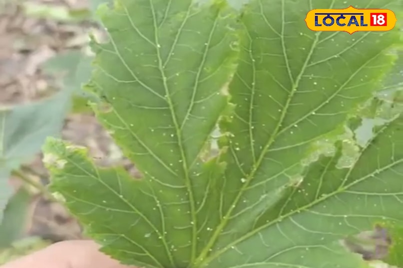 पपीते के पत्ते