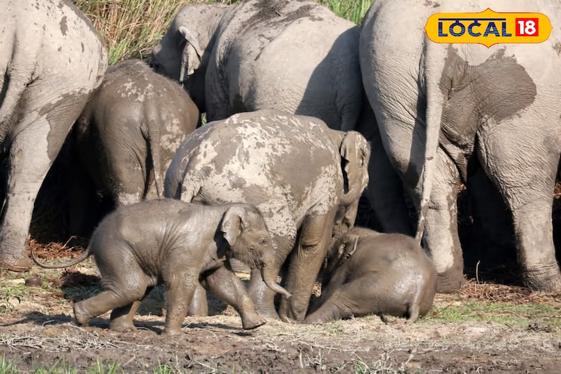 दुधवा दुधवा