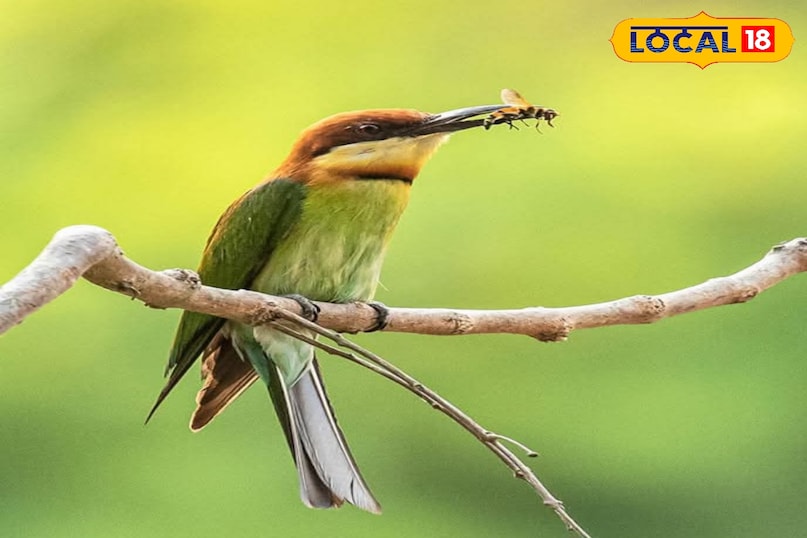 पक्षी पक्षी