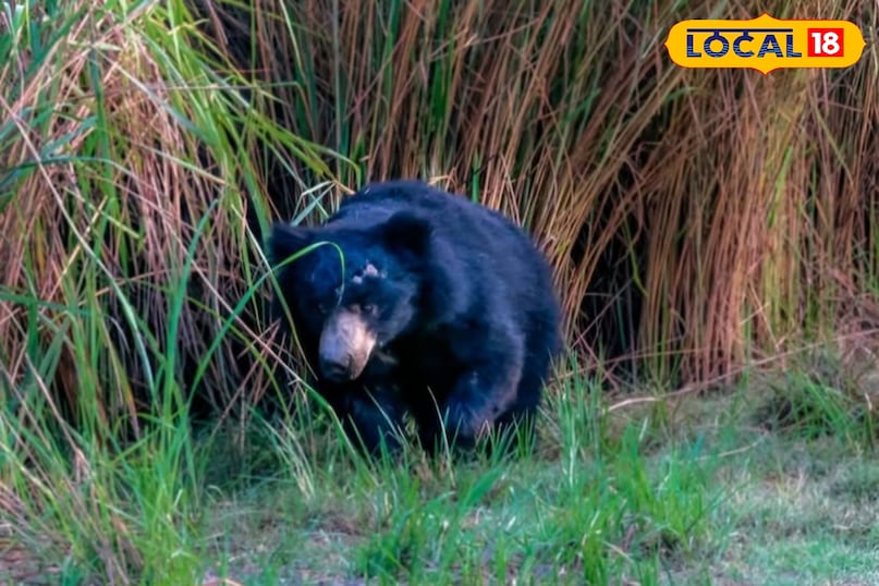 भालू भालू