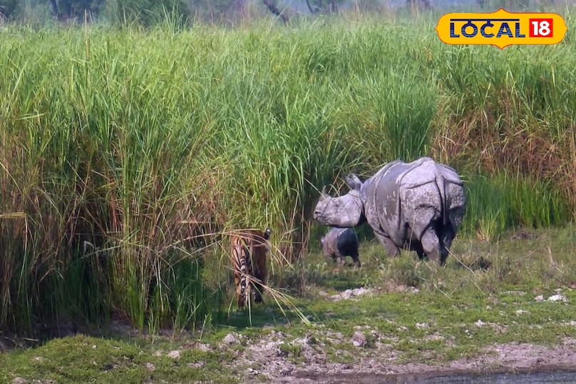 गैंडा गैंडा