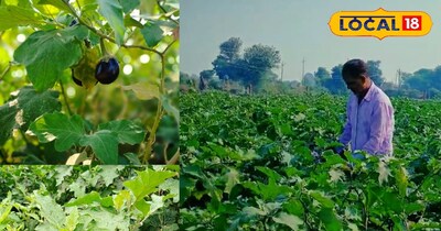 बैंगन की खेती