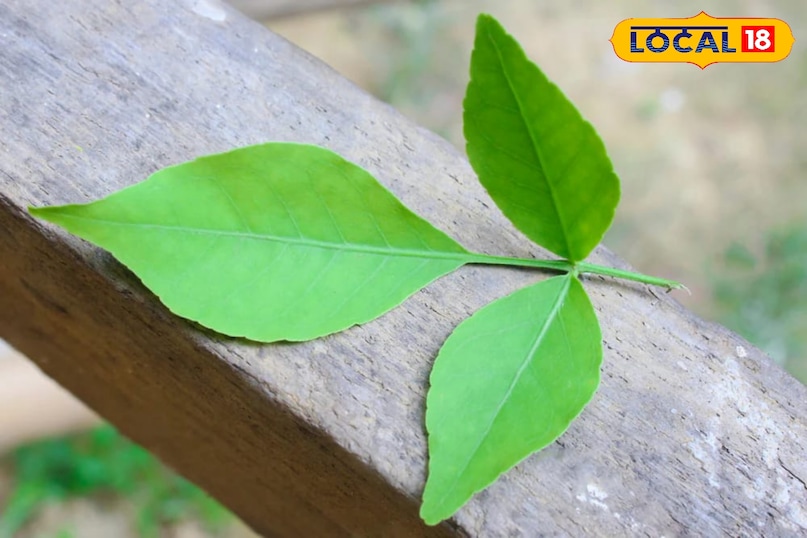 Moradabad news,hindi news, local news, up news, मुरादाबाद समाचार,हिंदी समाचार,लोकल समाचार,यूपी समाचार। Moradabad news,hindi news, local news, up news, मुरादाबाद समाचार,हिंदी समाचार,लोकल समाचार,यूपी समाचार।