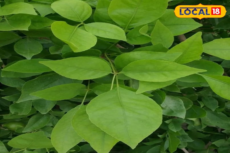 Moradabad news,hindi news, local news, up news, मुरादाबाद समाचार,हिंदी समाचार,लोकल समाचार,यूपी समाचार। Moradabad news,hindi news, local news, up news, मुरादाबाद समाचार,हिंदी समाचार,लोकल समाचार,यूपी समाचार।