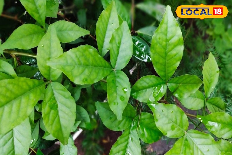 Moradabad news,hindi news, local news, up news, मुरादाबाद समाचार,हिंदी समाचार,लोकल समाचार,यूपी समाचार। Moradabad news,hindi news, local news, up news, मुरादाबाद समाचार,हिंदी समाचार,लोकल समाचार,यूपी समाचार।