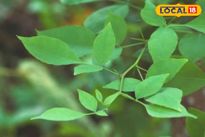 Moradabad news,hindi news, local news, up news, मुरादाबाद समाचार,हिंदी समाचार,लोकल समाचार,यूपी समाचार। Moradabad news,hindi news, local news, up news, मुरादाबाद समाचार,हिंदी समाचार,लोकल समाचार,यूपी समाचार।