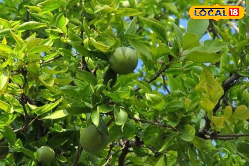 Moradabad news,hindi news, local news, up news, मुरादाबाद समाचार,हिंदी समाचार,लोकल समाचार,यूपी समाचार। Moradabad news,hindi news, local news, up news, मुरादाबाद समाचार,हिंदी समाचार,लोकल समाचार,यूपी समाचार।