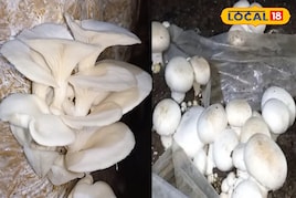 ठंड के मौसम में किसान करें इस प्रजाति के मशरूम की खेती, बन जाएंगे मालामाल