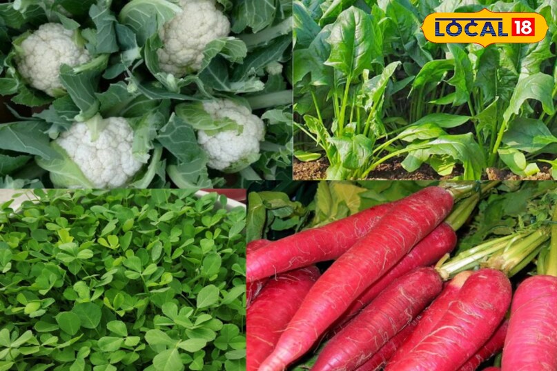 शरद ऋतु का मौसम, अपनी हल्की धूप और सुहावने मौसम के साथ किसानों के लिए विशेष रूप से फायदेमंद होता है। यह समशीतोष्ण जलवायु उन फसलों के लिए आदर्श होती है जो चरम गर्मी या सर्दी में नहीं उग सकतीं। छोटे किसानों के लिए यह अवसर है ऐसी मूल्यवान सब्जियां उगाने का जिनकी बाजार में अच्छी मांग और कीमत होती है। इससे न केवल जमीन का बेहतर उपयोग होता है बल्कि आय का एक अतिरिक्त स्रोत भी बनता है। शरद ऋतु का मौसम, अपनी हल्की धूप और सुहावने मौसम के साथ किसानों के लिए विशेष रूप से फायदेमंद होता है। यह समशीतोष्ण जलवायु उन फसलों के लिए आदर्श होती है जो चरम गर्मी या सर्दी में नहीं उग सकतीं। छोटे किसानों के लिए यह अवसर है ऐसी मूल्यवान सब्जियां उगाने का जिनकी बाजार में अच्छी मांग और कीमत होती है। इससे न केवल जमीन का बेहतर उपयोग होता है बल्कि आय का एक अतिरिक्त स्रोत भी बनता है।