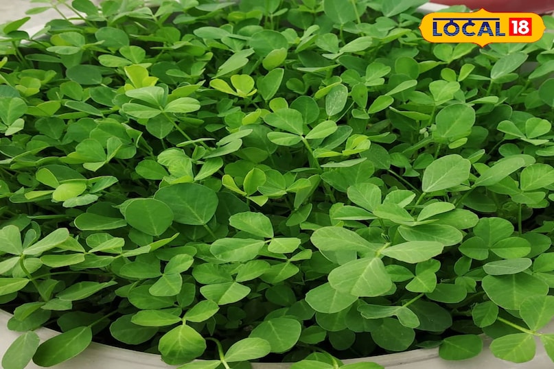 मेथी मेथी की हरी पत्तियों का इस्तेमाल सब्जी और औषधि दोनों रूपों में किया जाता है। यह फसल शरद ऋतु के हल्के मौसम में तेजी से बढ़ती है और इसकी देखभाल पर कम लागत आती है, जिससे यह छोटे किसानों के लिए एक आदर्श विकल्प बन जाती है। इसके विशिष्ट स्वाद और सुगंध के कारण इसकी बाजार में अच्छी खासी कीमत मिल जाती है। मेथी मेथी की हरी पत्तियों का इस्तेमाल सब्जी और औषधि दोनों रूपों में किया जाता है। यह फसल शरद ऋतु के हल्के मौसम में तेजी से बढ़ती है और इसकी देखभाल पर कम लागत आती है, जिससे यह छोटे किसानों के लिए एक आदर्श विकल्प बन जाती है। इसके विशिष्ट स्वाद और सुगंध के कारण इसकी बाजार में अच्छी खासी कीमत मिल जाती है।