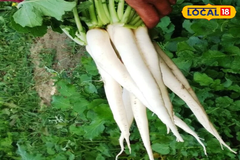 मूली मूली भी एक लोकप्रिय ठंडे मौसम वाली जड़ वाली सब्जी है जो शरद ऋतु में आसानी से उगाई जा सकती है। यह बहुत तेजी से बढ़ती है और कम देखभाल में भी अच्छी पैदावार देती है। इसके कुरकुरे और हल्के तीखे स्वाद के कारण इसका उपयोग सलाद से लेकर सब्जी तक में किया जाता है, जिससे इसकी बाजार में नियमित मांग बनी रहती है। मूली मूली भी एक लोकप्रिय ठंडे मौसम वाली जड़ वाली सब्जी है जो शरद ऋतु में आसानी से उगाई जा सकती है। यह बहुत तेजी से बढ़ती है और कम देखभाल में भी अच्छी पैदावार देती है। इसके कुरकुरे और हल्के तीखे स्वाद के कारण इसका उपयोग सलाद से लेकर सब्जी तक में किया जाता है, जिससे इसकी बाजार में नियमित मांग बनी रहती है।