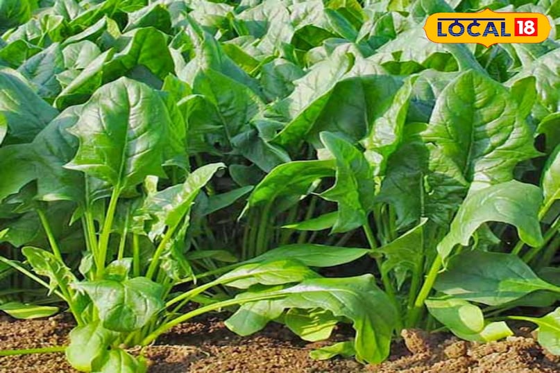 पालक पालक एक पोषक तत्वों से भरपूर पत्तेदार सब्जी है जो शरद ऋतु की ठंडी और नम जलवायु में खूब फलती-फूलती है। इसका छोटा जीवनचक्र (लगभग 30-35 दिन) एक ही मौसम में कई बार कटाई की संभावना प्रदान करता है। आयरन, विटामिन्स और अन्य मिनरल्स से भरपूर पालक की घरेलू उपयोग और बाजार दोनों में साल भर मांग बनी रहती है। पालक पालक एक पोषक तत्वों से भरपूर पत्तेदार सब्जी है जो शरद ऋतु की ठंडी और नम जलवायु में खूब फलती-फूलती है। इसका छोटा जीवनचक्र (लगभग 30-35 दिन) एक ही मौसम में कई बार कटाई की संभावना प्रदान करता है। आयरन, विटामिन्स और अन्य मिनरल्स से भरपूर पालक की घरेलू उपयोग और बाजार दोनों में साल भर मांग बनी रहती है।