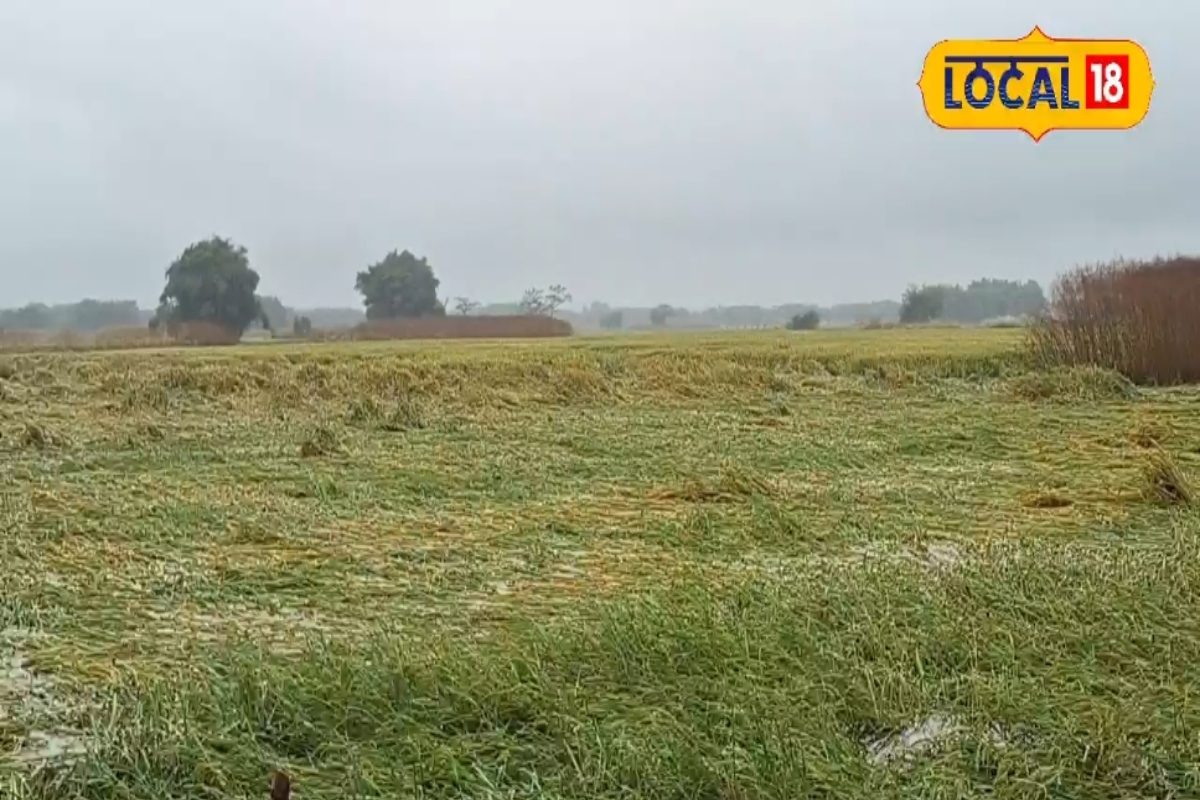 अरारिया के किसानों को पड़ी बेमौसम बारिश की मार, लाखों की फसल हो गई तबाह