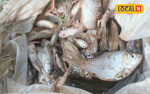 बच्चे हैं या उस्ताद! अगर सीख लिया ये तरीका तो 2 मिनट में पकड़ लेंगे मछली