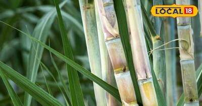 गन्ने की खेती 