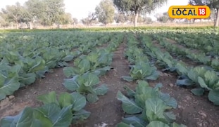 पत्ता गोभी,खेती का आखिरी समय,इस विधि लगा दें पौधे, 60 दिन में हजारों का फायदा