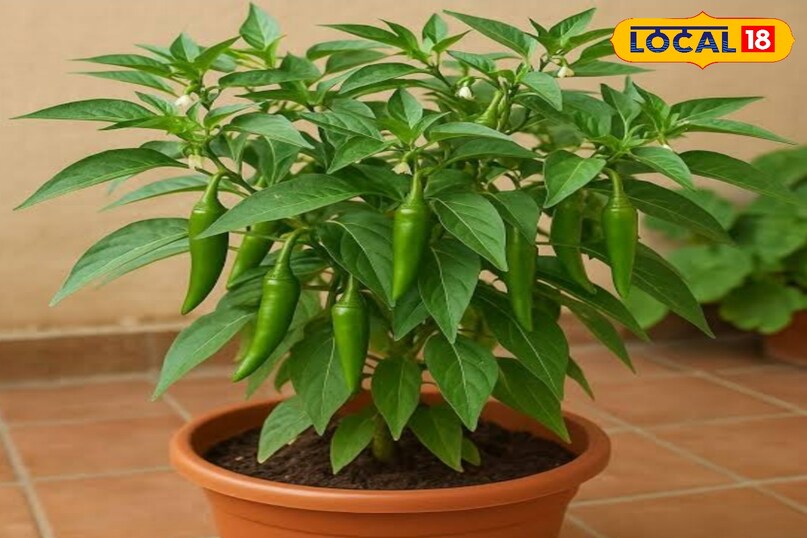 Hari Mirch Grow Tips 