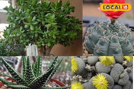 गार्डनिंग का गुप्त मंत्र, एक बार लगाओ, पीढ़ियों तक मिलेगी हरियाली