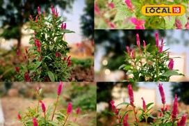 घर और गार्डन को सजाने के लिए सेलोसिया मुर्गा फूल है सबसे बेस्ट ऑप्शन