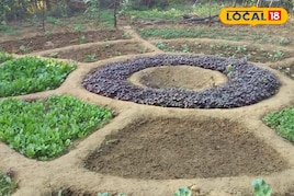 सिर्फ 1 डिसमिल में उगाएं 10 से ज्यादा सब्जियां! कृषि वैज्ञानिक से जानें तरीका