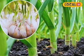 रेगिस्तान में खिली हरियाली! लहसुन की खेती ने किसानों को बना दिया लखपति