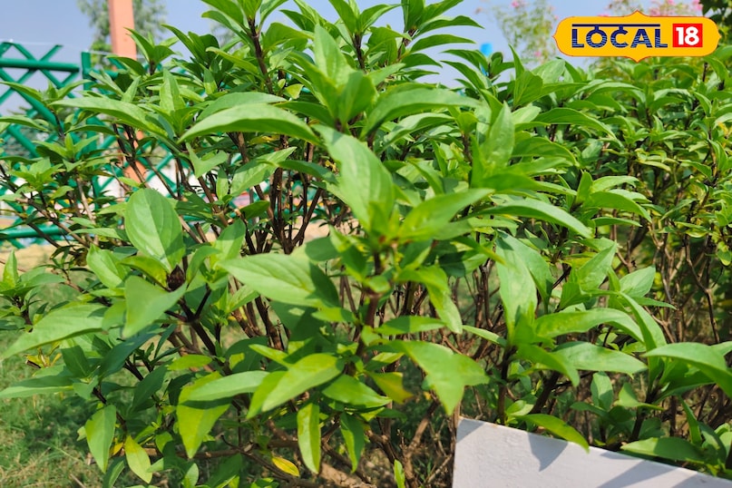 कपूर तुलसी 